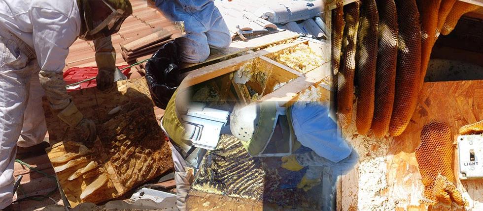 Split image showing hatchlings that died from bee stings, an employee working in a tree, and an employee inspecting a beehive